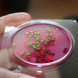 Петритест агаризованный (подложка) на БГКП (колиформные бактерии в т.ч. Escherichia coli), PPBGKP-10, 344372672