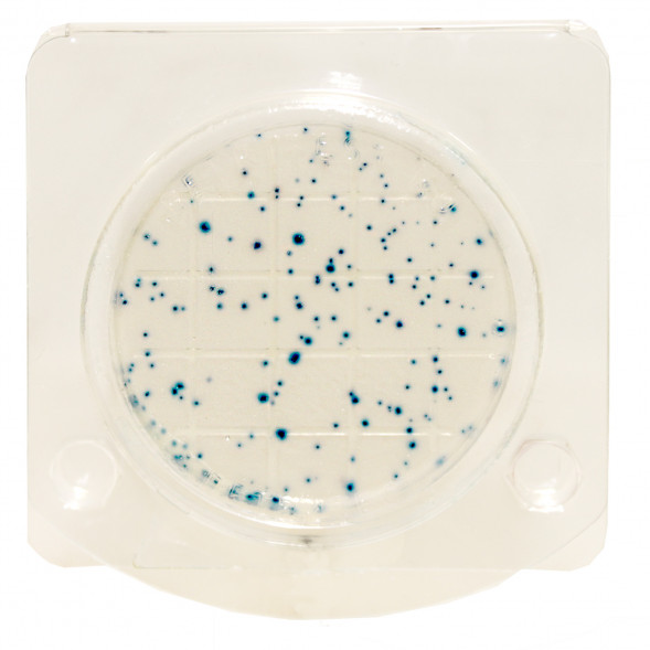 Петритест сухой (подложка) на E.coli и колиформные бактерии (БГКП), 10 тестов, PSBGKP-10, 152341998, 903735571